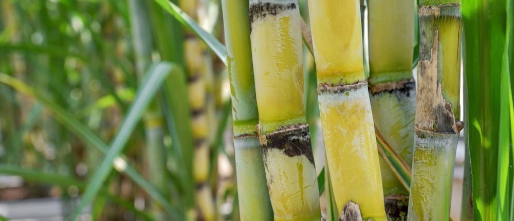 Trace-Elements-and-Sugarcane-Farming